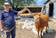 “Talho dos Galegos” en Valença pone a la venta carne de vaca y buey de raza Cachena