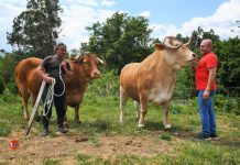 Dos bueyes de raza rubia gallega criados en Salvaterra, a la venta en la carnicería Talho dos Galegos de Valença