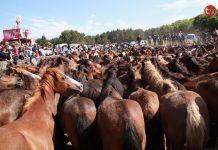 Cientos de personas asistieron en A Valga al primer curro de la temporada