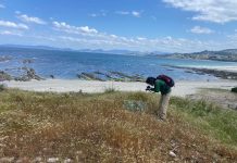 Nigrán contrata la protección de las dunas de la Praia da Cansadoura