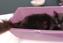 Buscan a los dueños de un gato hallado en Camposancos