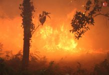 Tomiño abre casi 500 expedientes a dueños de fincas por riesgo de incendio