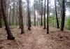 La Comunidad de Montes de Couso denuncia una “persecución” de Ferreira por sus trabajos de prevención contra incendios