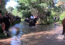 Ribadelouro celebra la XX Romería del Caballo