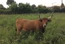 “Talho dos Galegos” pone a la venta carne de vaca de raza Cachena