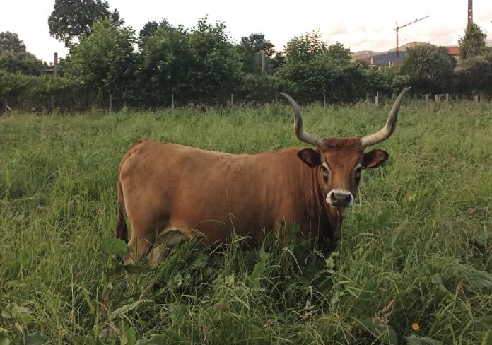 vaca cachena