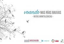 A Deputación abre o prazo de inscrición para a cuarta ruta ornitolóxica “Voando nas Rías Baixas”