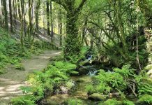 Baiona organiza un “Baño de Bosque” solidario