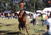 Mougás celebra este domingo su tradicional curro