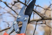 Curso teórico-práctico de poda conservativa en la Casa Forestal de Couso