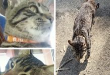 Buscan a Simba, un gato desaparecido en Gondomar