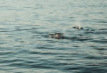Detectan por segunda vez la presencia de ballenas en las Islas Cíes