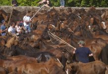 Este domingo, Curro das Moscas en Torroña