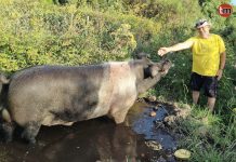 “Dybala”, un cerdo de 400 kilos que campa libremente en Oia