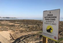 Nigrán permitirá la presencia de perros en las playas durante el verano