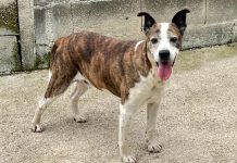 Esta es la triste historia de Trasto, un perro que sigue esperando a su familia