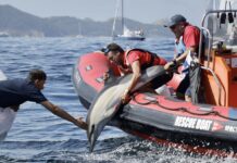 Liberan un delfín enganchado a unas redes en la Bahía de Baiona