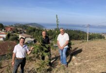 Priegue cuenta con el primer bosque de secuoyas gallegas