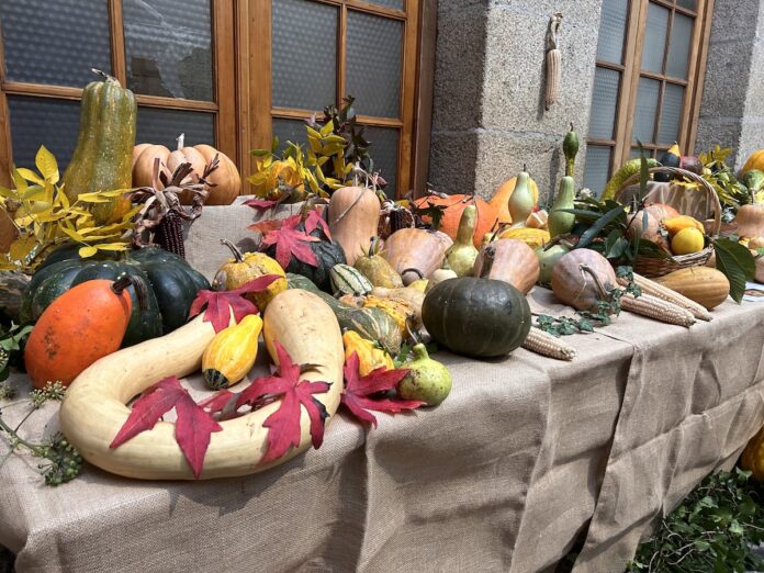 calabaza tui feira 23