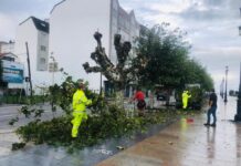 Baiona inicia la poda para acondicionar los árboles en zonas verdes