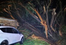 Cae un árbol de grandes dimensiones sobre una casa en Oia