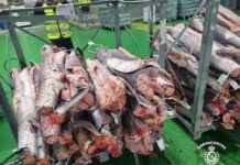 Gardacostas decomisa cerca de 25.000 kg de tintorera congelada en un almacén frigorífico de Vigo