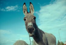 EO, un film polaco y premio del jurado en Cannes, en el Cineclub Poleiro