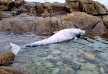 Hallan una segunda ballena aliblanca varada en Oia en menos de un mes