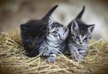 A Deputación ofrece aos concellos adheridos ao CAAN un novo servizo de esterilización de gatos