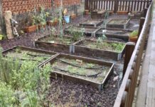 Donan 5.000 plantas de cebollas para los huertos escolares de Baiona