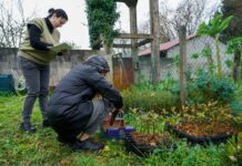 Tomiño entregó más de 2.600 árboles para llenar los montes de vida autóctona