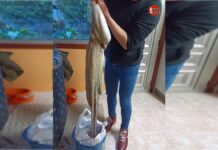 Un vecino de Baiona captura un pulpo de casi 11 kilos