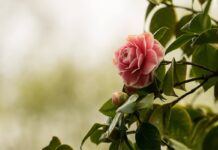 X Mostra da Camelia en Torneiros