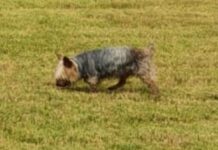 Buscan a Coco, un Yorkshire Terrier desaparecido en Vilariño