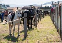 Concentración cabalar en Tui