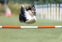 Baldráns celebra el II Festival Canino
