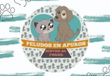 Tomiño celebra una nueva jornada de adopción de perros y gatos