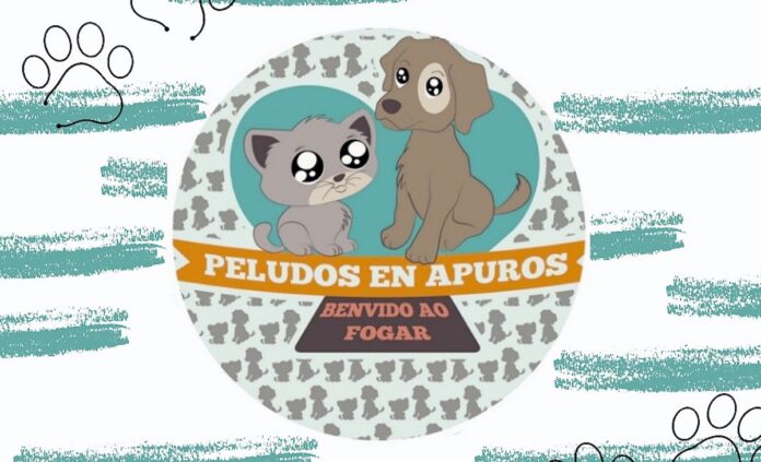 perros y gatos adopcion