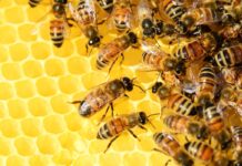 La Fundación Sales acoge la actividad familiar “Versos y abejas para salvar el planeta”