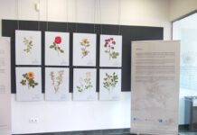 Castelao e Rosalía de Castro danse a man con sendas exposicións na Guarda