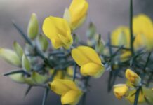 Captura la belleza del entorno con el taller de prensar la flora de la OMIX de Tomiño