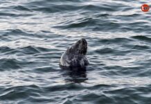 La foca Oza visita Baiona