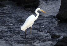 Ruta para la observación de aves en A Guarda
