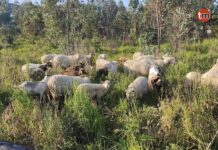 Tres perros matan a siete ovejas en A Guarda