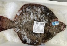 Capturan un rodaballo de 5,100 kilos en Oia