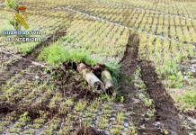 Investigan a un vecino de O Rosal por un presunto delito de daños y otro de simulación de delito