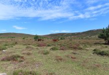 O Rosal da la bienvenida al verano con una ruta interpretativa por la Serra da Groba