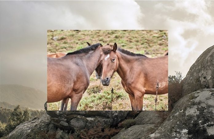 Os curros da Groba entre liberdade e ritual