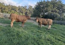 La carnicería Talho dos Galegos pone a la venta dos bueyes de raza miñota