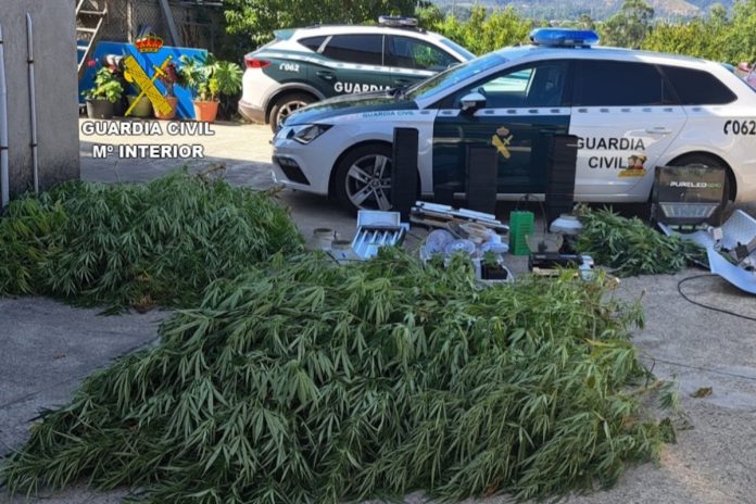 La Guardia Civil de Tui intervine 50 plantas de marihuana